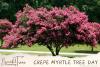 Crepe Myrtle Tree Day
