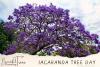Jacaranda Tree Day