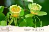 Tulip Tree Day