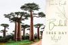 Baobab Tree Day