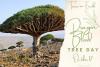 Dragon Blood Tree Day