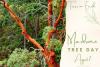 Madrone Tree Day