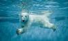 Polar Bear Day