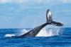 World Whale Day