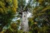 Kauri Tree Day