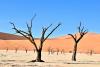 Dead Vlei Trees Day