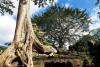 Ta Prohm Tree Day
