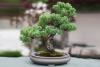 Bonsai Tree Day