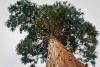 Giant Sequoias Tree Day