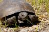 Gopher Tortoise Day