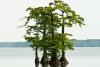 Bald Cypress Tree Day