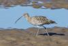 Curlew Day
