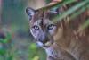Save the Florida Panther Day