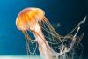 Jellyfish Day