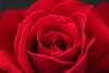 Rose Day