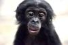 World Bonobo Day