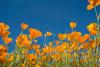 California Poppy Day