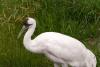 Whooping Crane Day