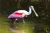 Roseate Spoonbill Day
