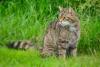 Scottish Wildcat Day