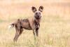World African Wild Dog Day