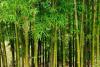 World Bamboo Day