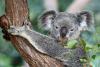 Save The Koala Day