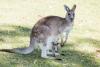 Kangaroo Awareness Day