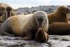 World Walrus Day