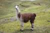 Llama Day