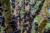 Jabuticaba Tree Day