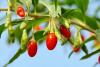 Goji Berry Tree Day