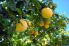 grapefruit Tree Day