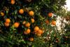 Orange Tree Day