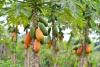 Papaya Tree Day