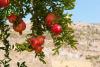 Pomegranate Tree Day