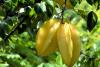 Starfruit (Carambola) Tree