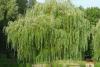 Weeping Willow Tree Day