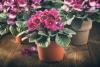 African Violet Day