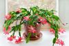 Christmas Cactus Day