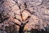 Cherry Blossom Tree Day
