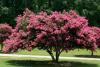 Crepe Myrtle (Lagerstroemia indica) Tree Day