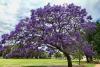 Jacaranda Tree Day