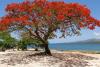 Royal Poinciana Tree Day