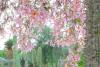 Silk Floss Tree Day