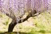 Wisteria Tree Day