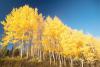 Aspen Tree Day