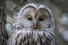 Superb Owl Day