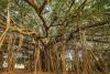 Banyan Tree Day