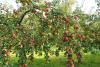 Apple Tree Day